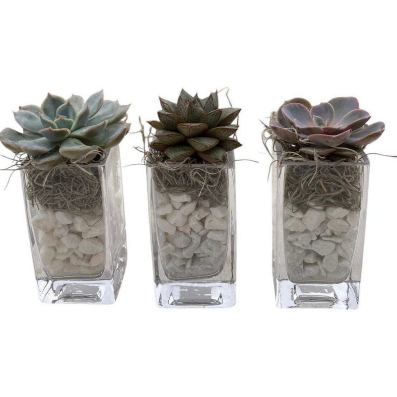 Trio Mini Succulent Arrangement