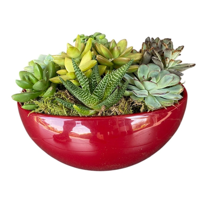 Amazing Assorted Succulent in Elliptic Ceramic Bowl