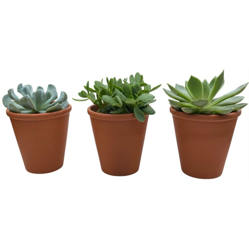 Assorted Succulent Trio Terracota Pot