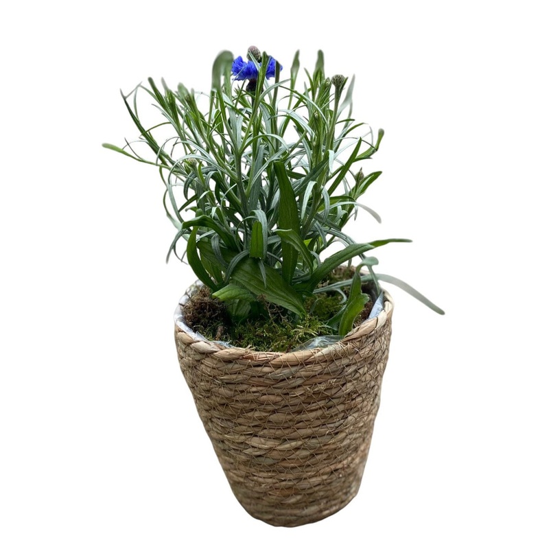 Basket of Blue Cornflowers Plant