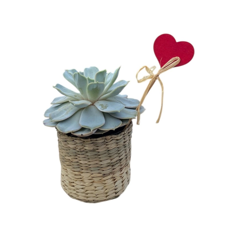 Basket of Succulent with Heart Pick
