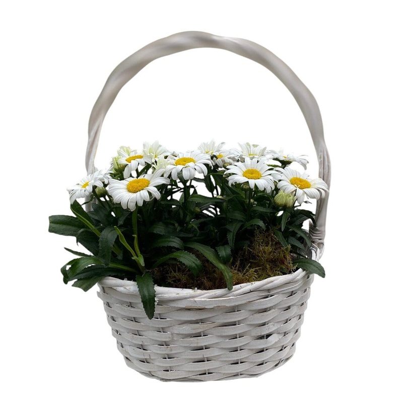 Beautiful Basket of Daisy Leucanthemum