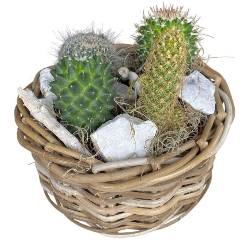 Cacti Arrangement in Round Wicker Basket
