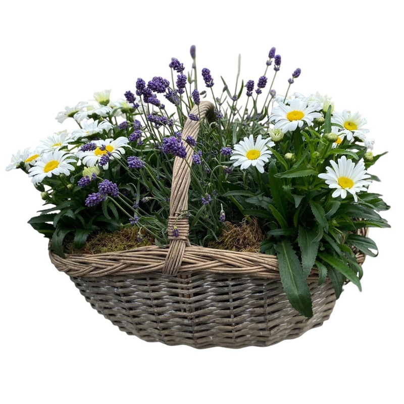 Charming Rattan Basket of Lavendula and Daisy Leucanthemum