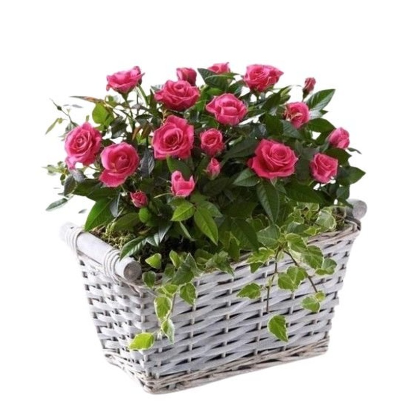 Cute Basket of Mini Roses Plant with Hedera
