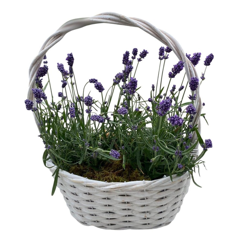 Cute Basket of Scented Lavendula