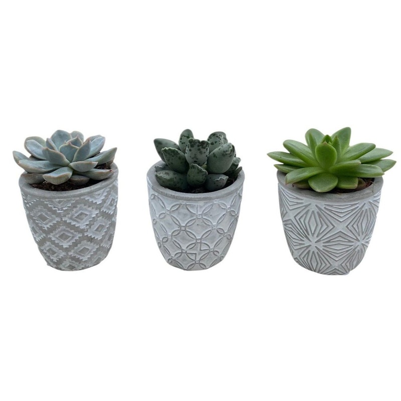 Cute Mini Succulent Trio in Patterns Pot