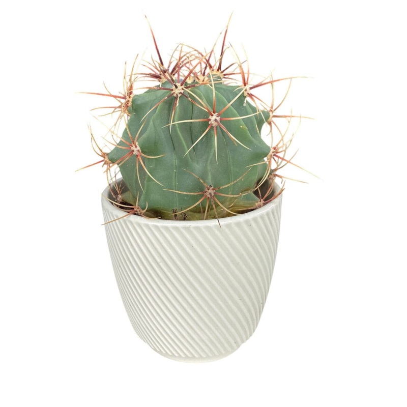 Large Assorted Cactus in Ceramic Pot