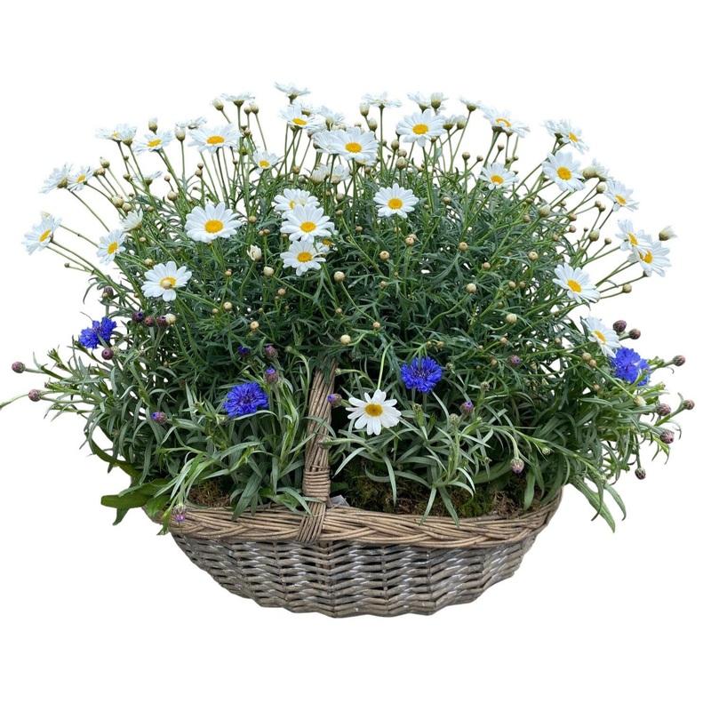 Luxury Basket of Daisy and Cornflowers Plants