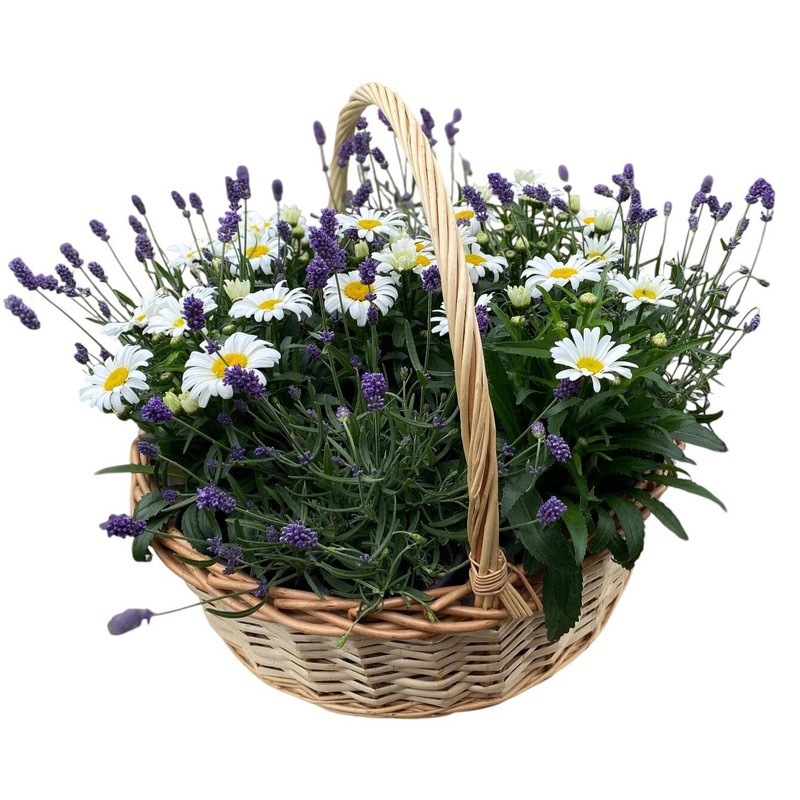 Luxury Basket of Daisy Leucanthemum and Lavendula