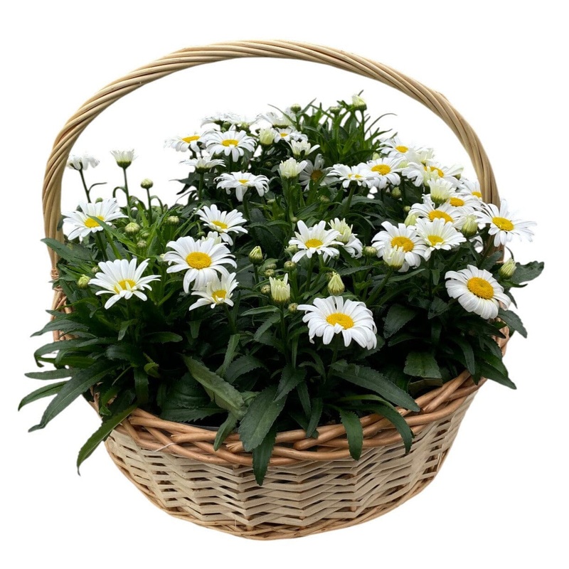 Luxury Basket of Shasta Daisy Leucanthemum