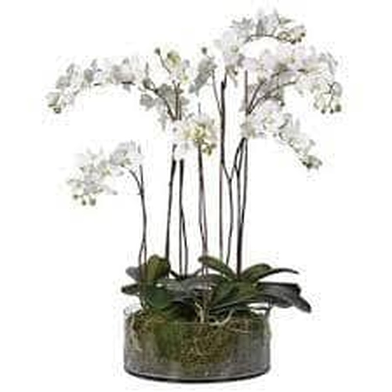 Luxury Phalaenopsis Orchids In Glass Round Pot