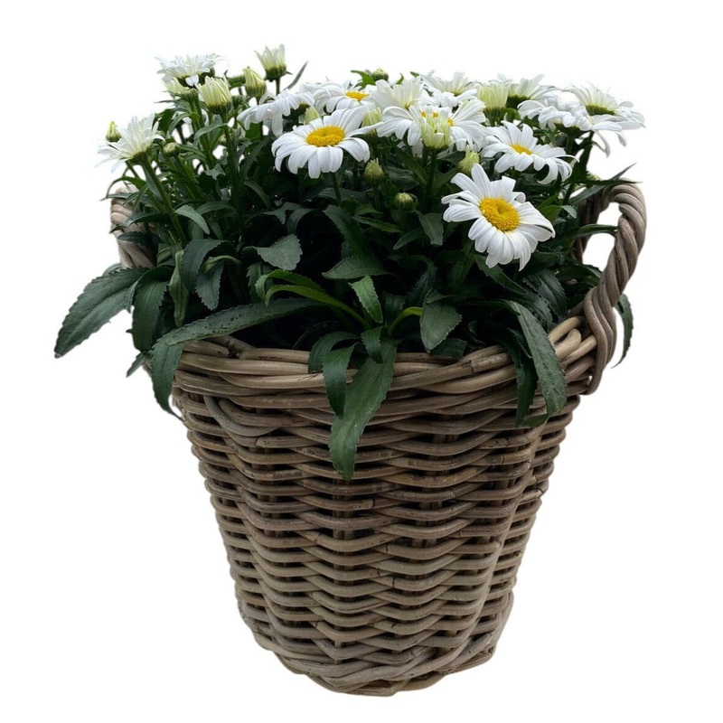 Luxury Wicker Basket of Daisy Leucanthemum