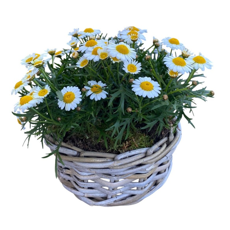 Mini Daisy Argyrathemum in Wicker Basket