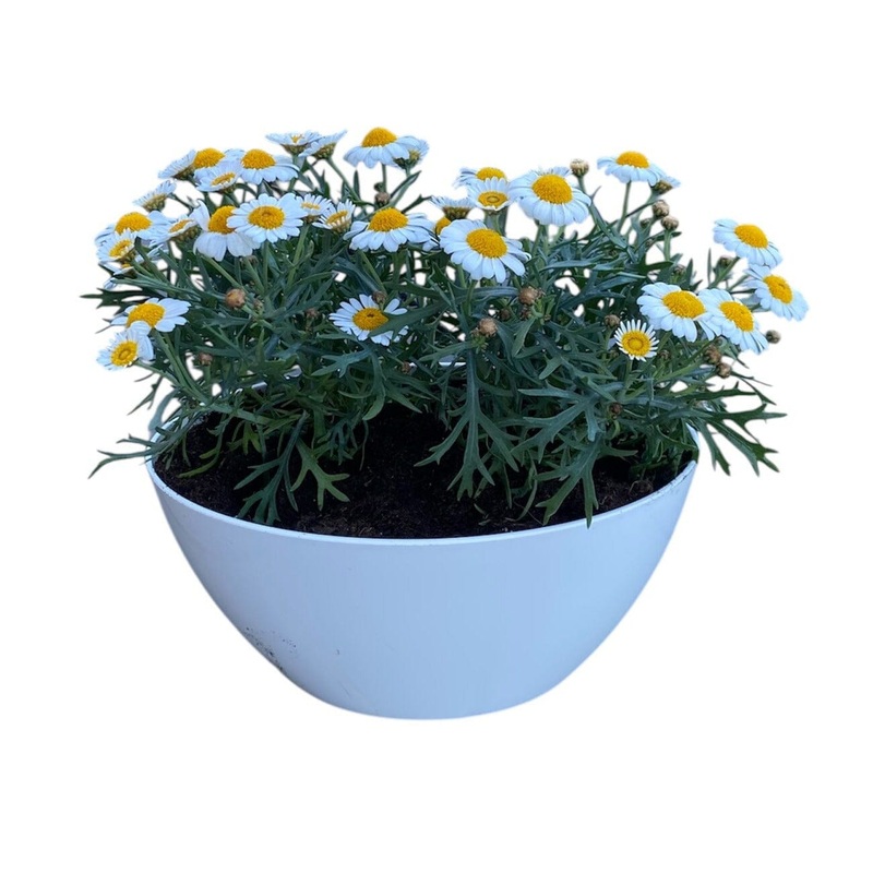 Mini Ox-eye Daisy in White Oval Pot