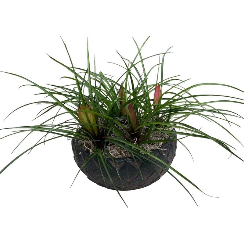 Mini Pink Tillandsia in Ceramic Bowl