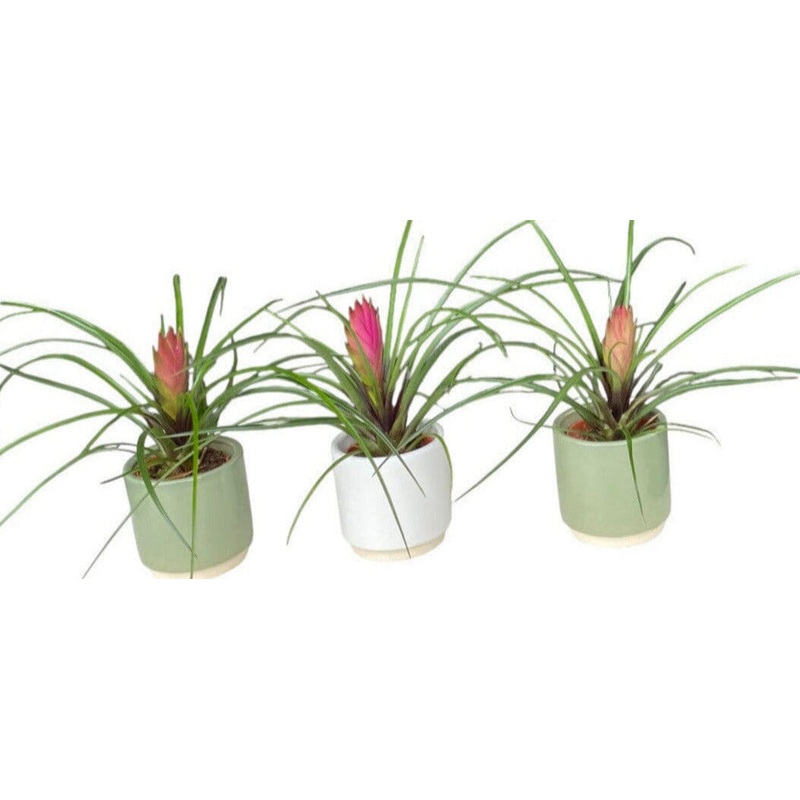 Mini Tillandsia Trio Set in Ceramic Pot