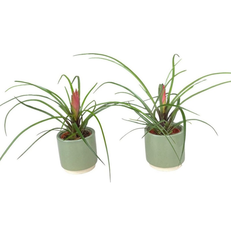 Set of Pink Tillandsia in Ceramic Pot