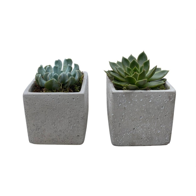 Set of Succulent in Square Cement Pot