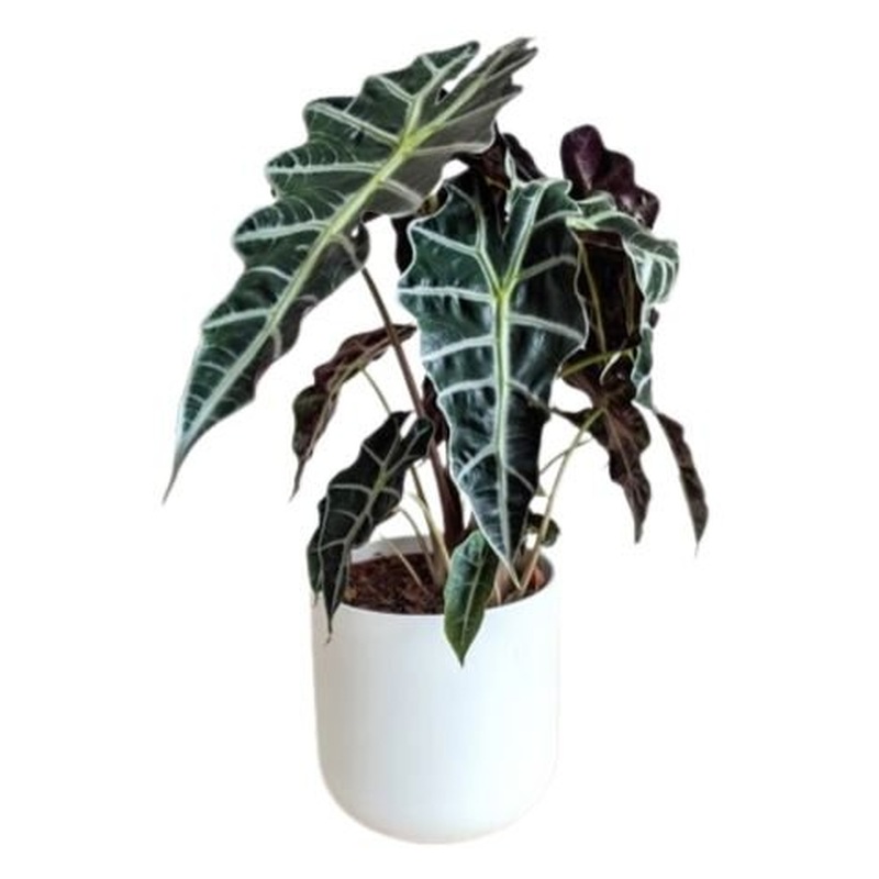Alocasia Amazonica in Ceramic Pot