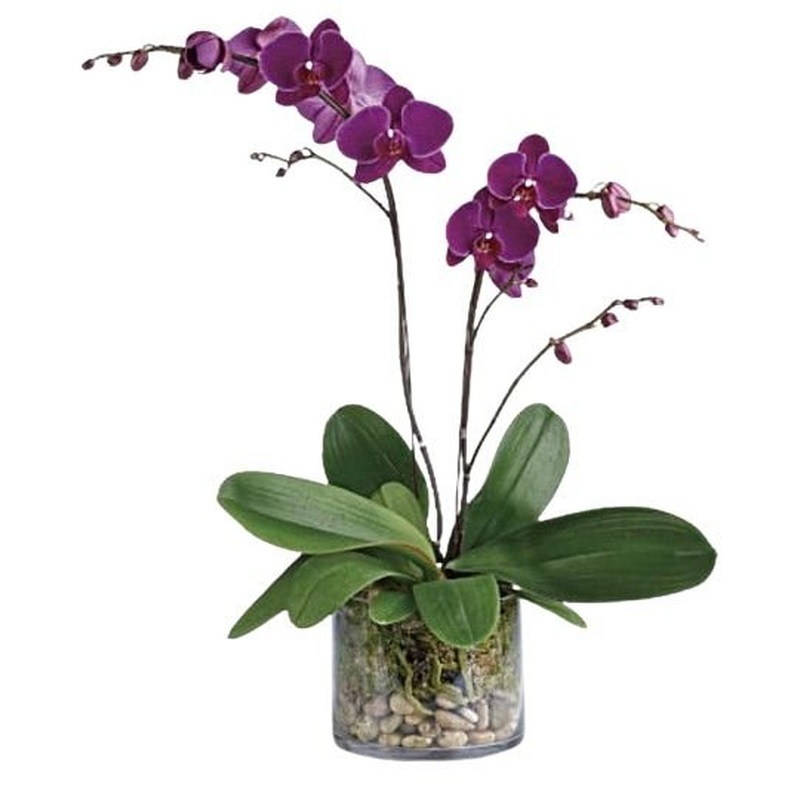 Arrangement of Phalaenopsis Orchids In Glass Tank Pot