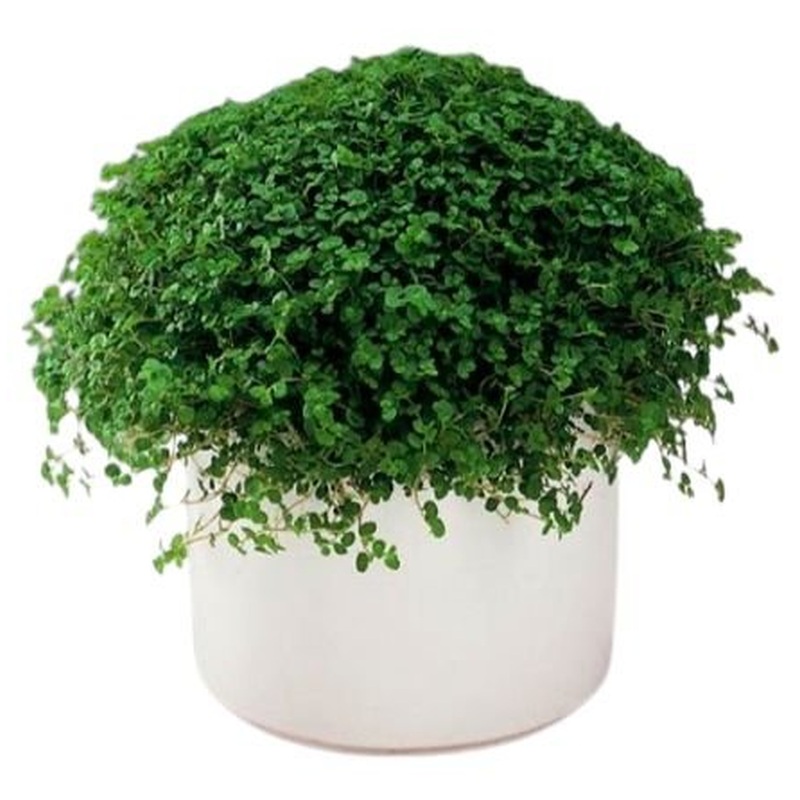 Babys-tears in Ceramic Pot