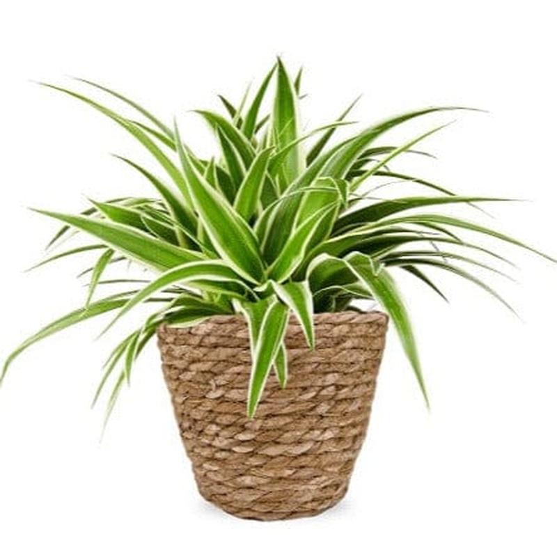 Basket of Spider Plant