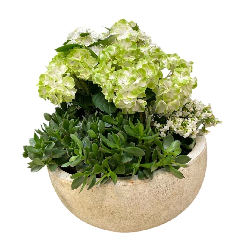 Ceramic Bowl Pot of Hydrangea and Assorted Plants
