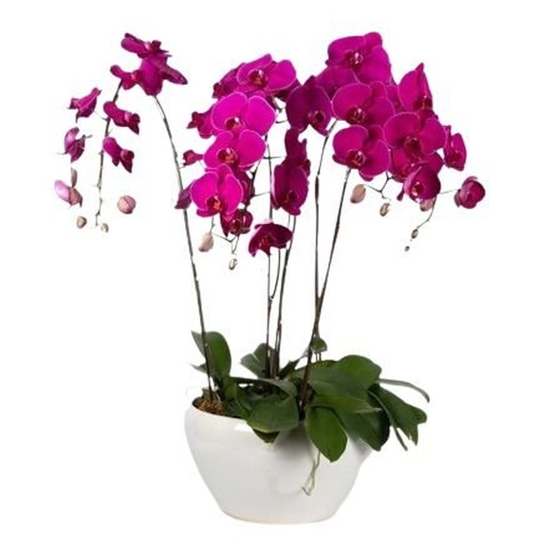 Ceramic Bowl Pot of Luxury Phalenopsis Orchids