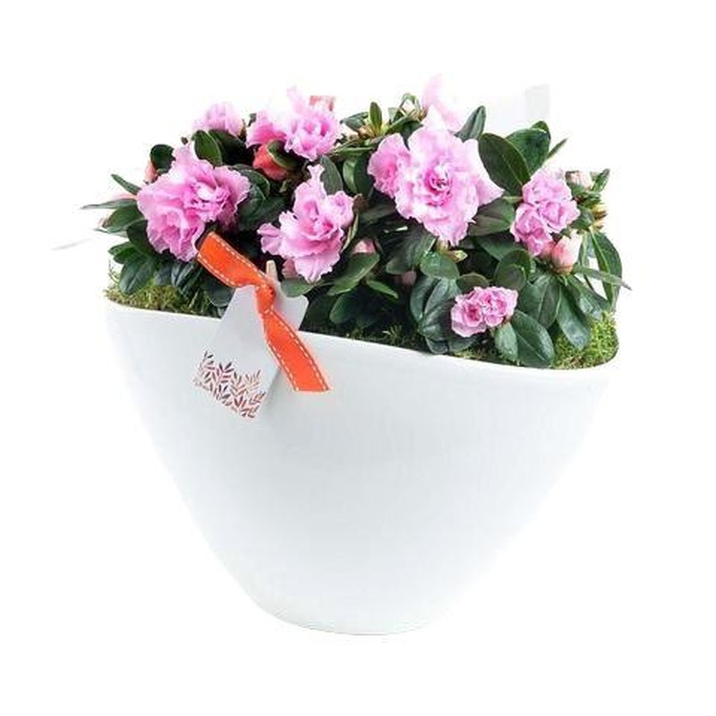 Charming Azalea Plant in Elliptic Pot