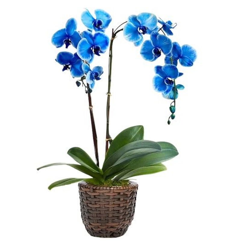 Charming Basket of  Phalaenopsis Orchids