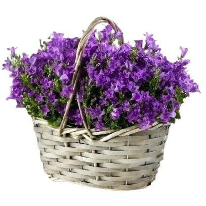 Charming Campanula Basket