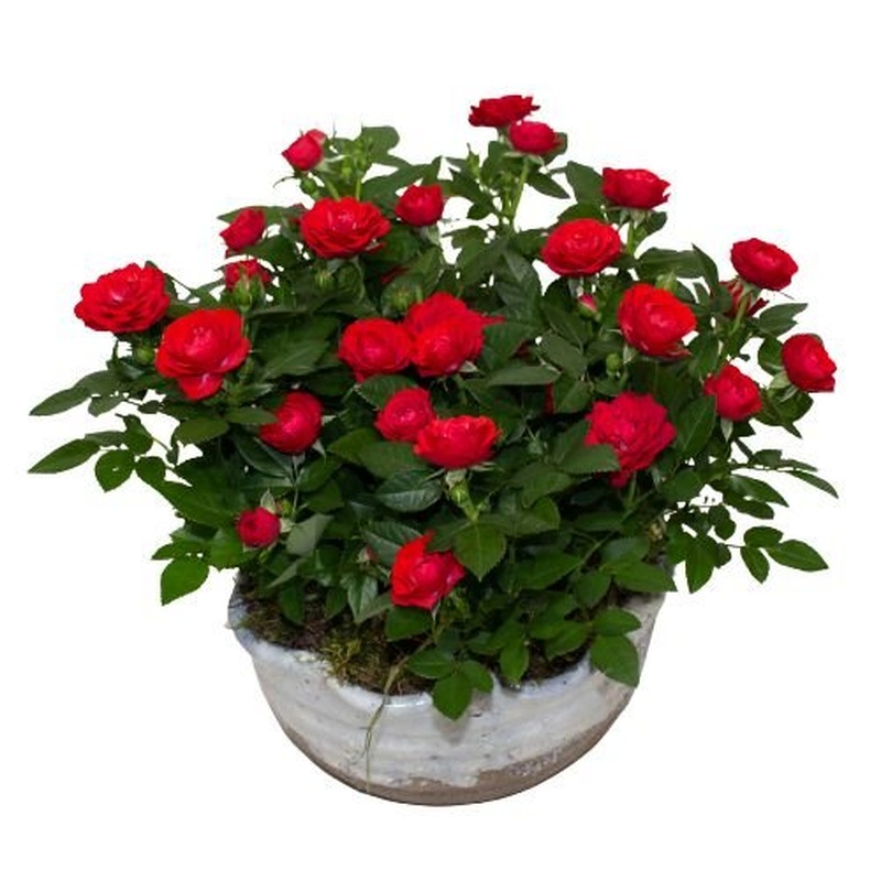 Charming Mini Roses in Ceramic Bowl