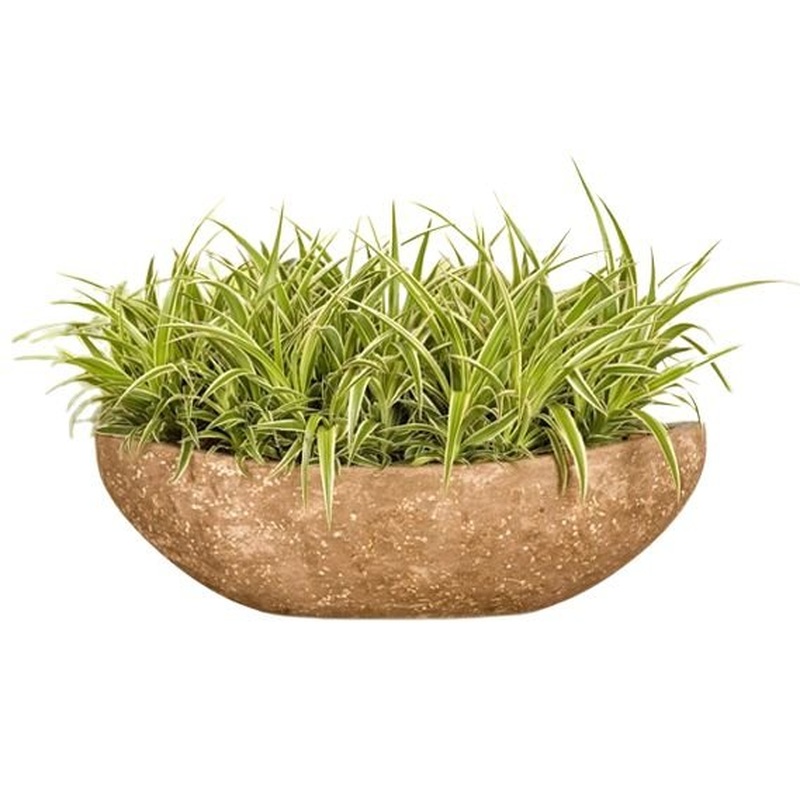 Chlorophythum in Ceramic Boat Pot