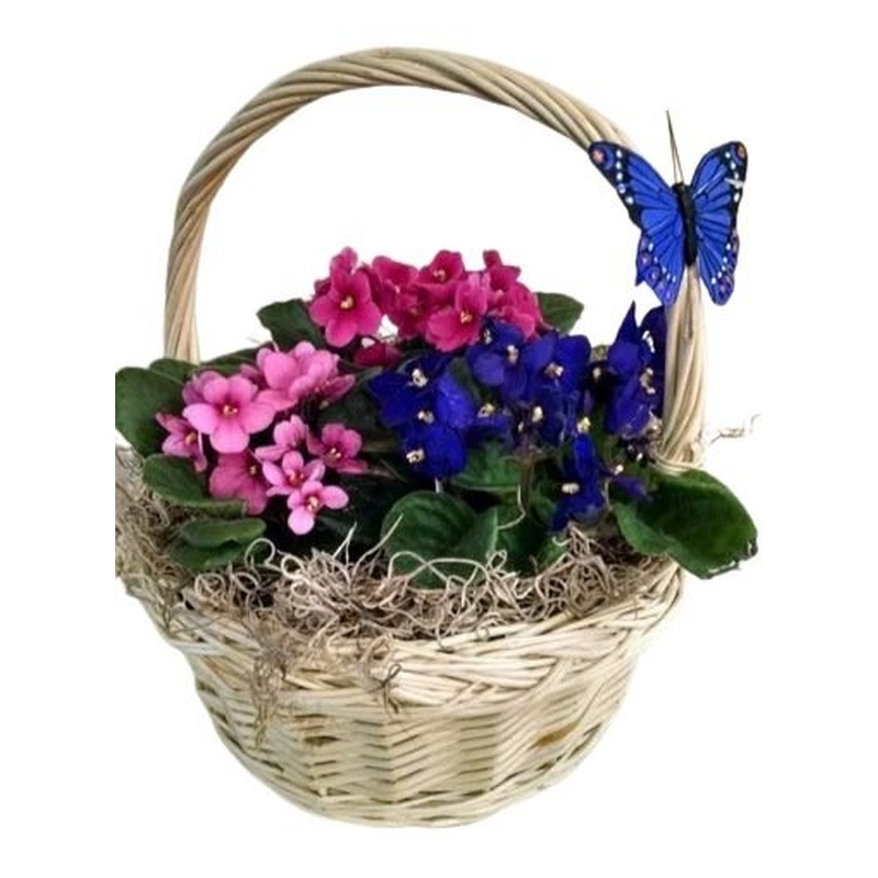 Colored Saintpaulia Basket Arrangement