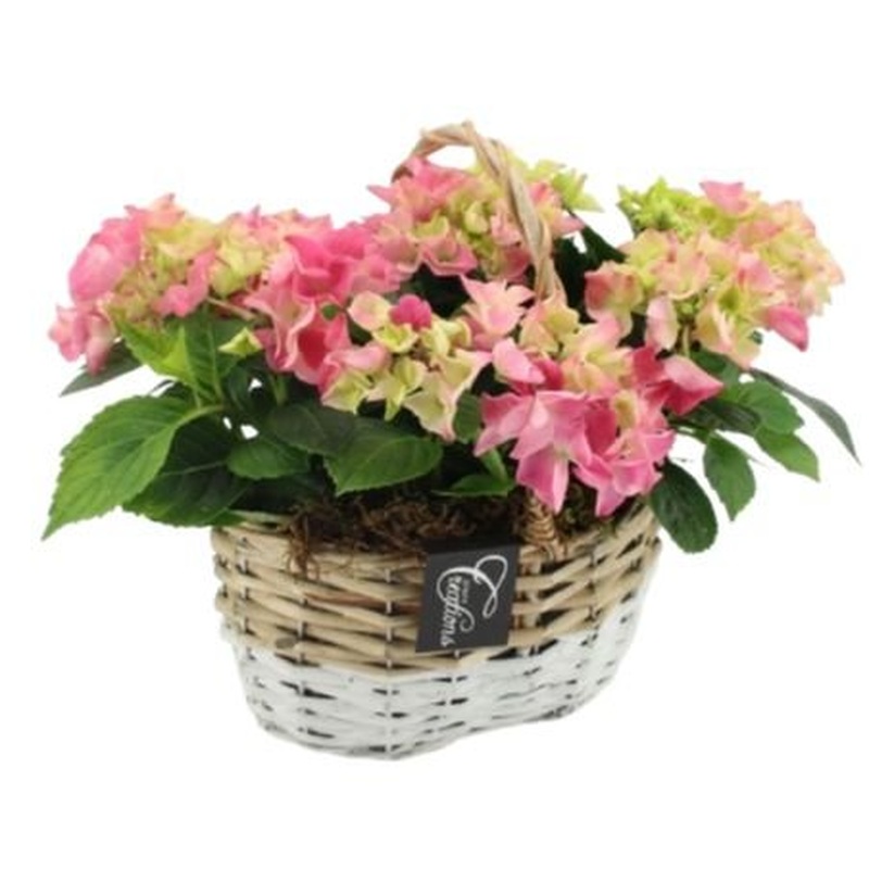 Cute Basket of Hydrangea