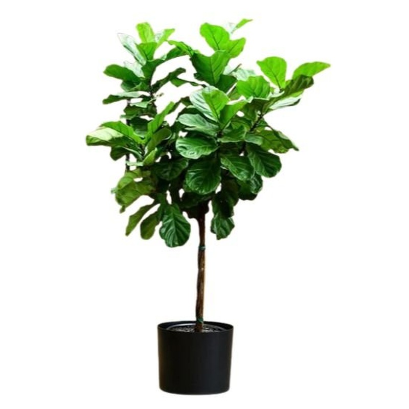 Exclusive Ficus Lyrata Tree in Ceramic Pot