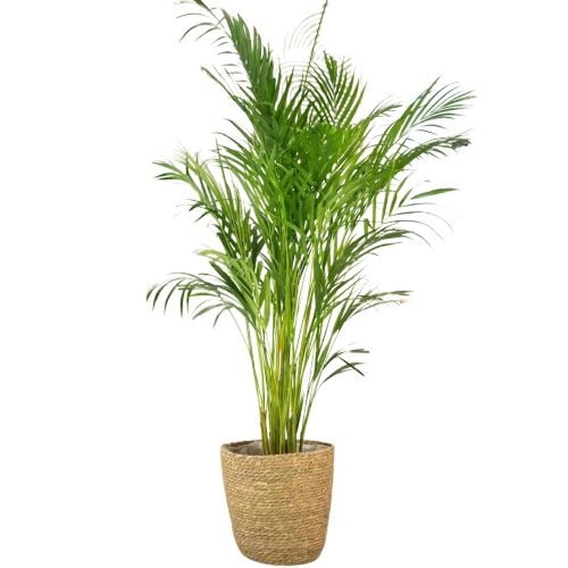 Luxury Areca Palm in Basket