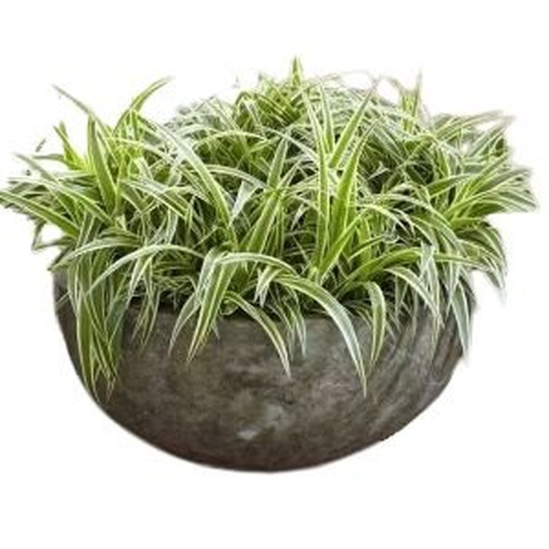 Spider Plant in Ceramic Bowl
