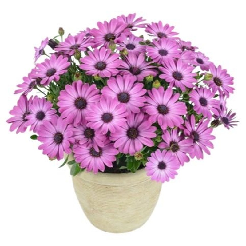 Vibrant Osteospermum Ceramic Pot
