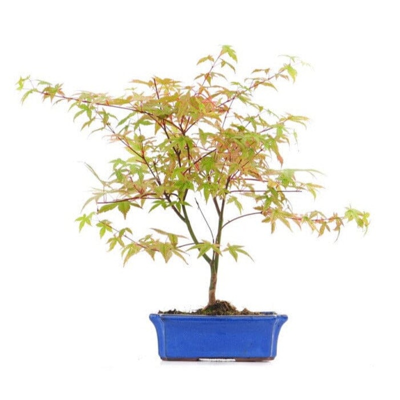 Acer Palmatum Beni Maiko Bonsai