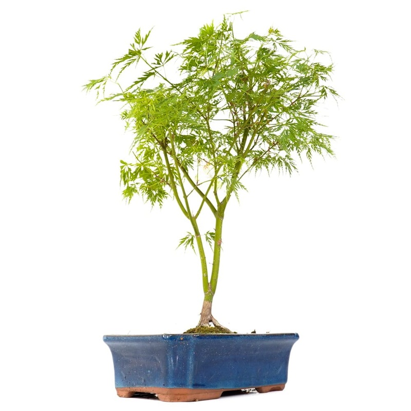 Acer Palmatum Seiryu Bonsai