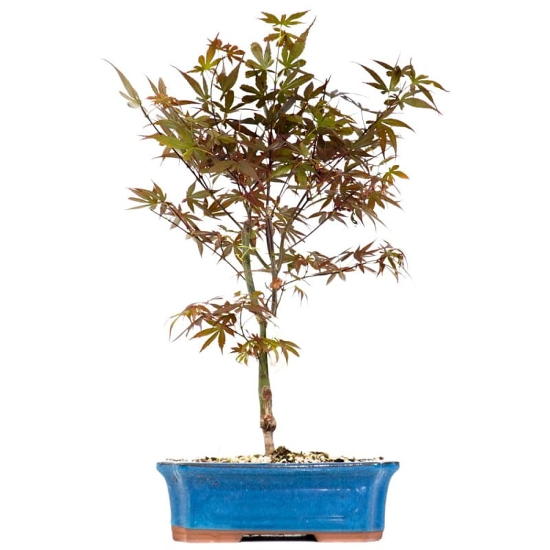 Acer Palmatum Skeeters Broom Bonsai