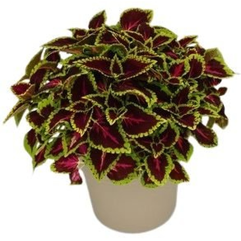 Amazing Coleus Ceramic Pot