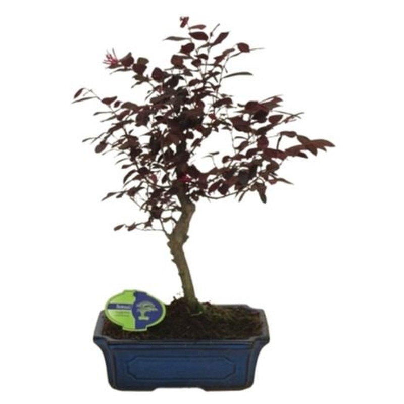 Bonsai Loropetalum Rubra Tree