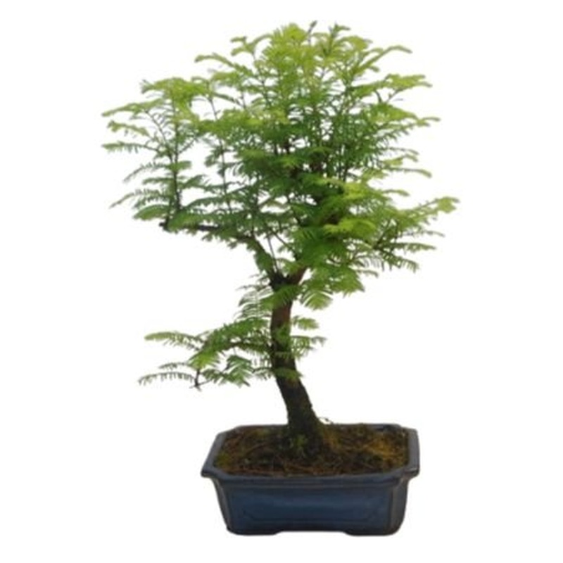 Bonsai Metasequoia Tree