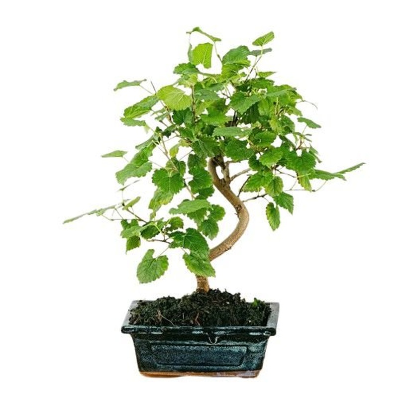 Bonsai Morus Alba