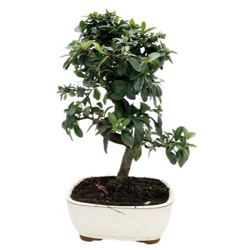 Bonsai Pyracantha Tree