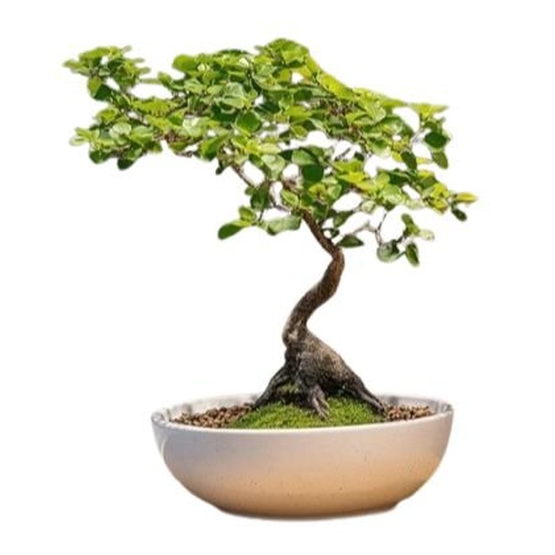Bonsai Zelkova Serrata Tree