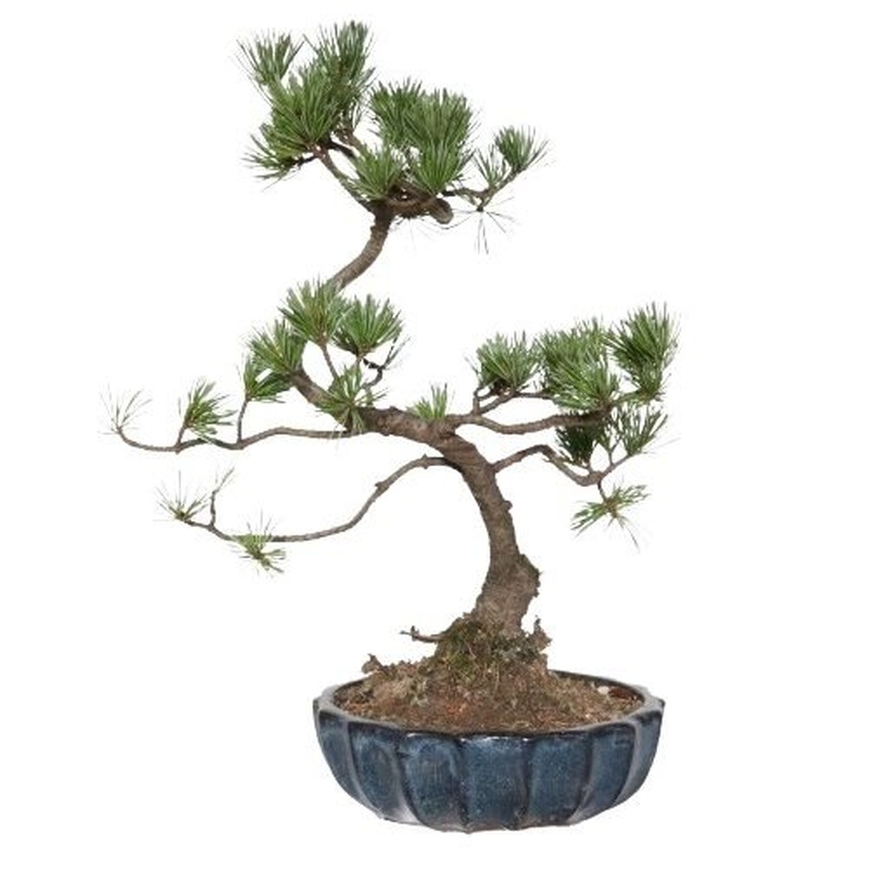 Luxury Pinus Parviflora Bonsai Tree